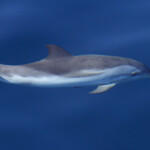 Dauphin bleu et blanc au large de Sanary, 13/08/2017