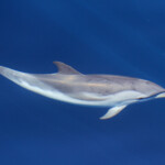 Dauphin bleu et blanc au large de Sanary, 13/08/2017