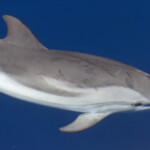 Dauphin bleu et blanc au large de Sanary, 13/08/2017