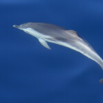 Dauphin bleu et blanc au large de Sanary, 13/08/2017