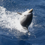 Saut de Dauphin bleu et blanc