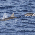 Dauphins bleu et blanc au large des côtes varoises, août 2017
