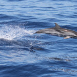 Dauphin bleu et blanc au large de Sanary, 13/08/2017