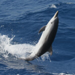 Dauphin bleu et blanc jouant dans les vagues