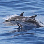Dauphin bleu et blanc au large de Sanary, 13/08/2017