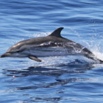 Dauphin bleu et blanc au large de Sanary, 13/08/2017