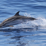 Dauphin bleu et blanc au large de Sanary, 13/08/2017