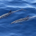Dauphins bleu et blanc au large de Sanary, 13/08/2017