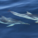 Dauphins bleu et blanc au large de Sanary, 13/08/2017