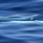 Dauphins bleu et blanc au large de Sanary, 13/08/2017