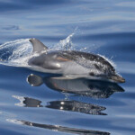 Dauphin bleu et blanc au large de Sanary, 13/08/2017