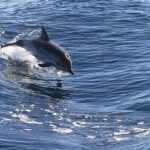 Dauphin bleu et blanc