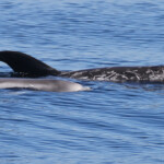 Dauphin de Risso, femelle et son jeune au large de Sanary (05/09/2017)