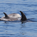 Dauphin de Risso, femelle et jeunes au large de Sanary (05/09/2017)