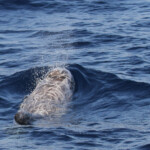 Dauphin de Risso, Sortie DDV du 15/10/2017