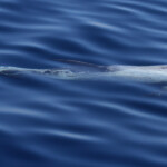 Dauphin de Risso au large de Sanary (05/09/2017)
