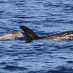 Jeune dauphin de Risso et adulte, Sortie DDV du 15/10/2017