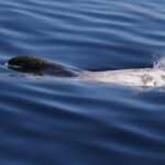 Dauphin de Risso au large de Sanary (05/09/2017)