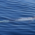 Dauphin de Risso au large de Sanary (05/09/2017)