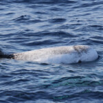 Dauphin de Risso, Sortie DDV du 15/10/2017