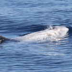 Dauphin de Risso au large de Sanary (05/09/2017)