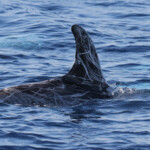 Aileron de Dauphin de Risso, Sortie DDV du 15/10/2017