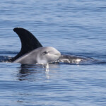 Dauphin de Risso, femelle et son jeune au large de Sanary (05/09/2017)