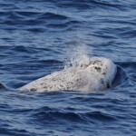 Dauphin de Risso, Sortie DDV du 15/10/2017