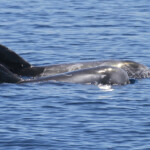 Dauphin de Risso au large de Sanary (05/09/2017)