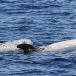 Dauphin de Risso, Sortie DDV du 15/10/2017