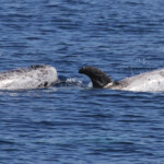 Dauphins de Risso au large de Sanary (05/09/2017)