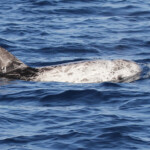 Dauphin de Risso, Sortie DDV du 15/10/2017