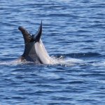 Dauphin de Risso, femelle et son jeune au large de Sanary (05/09/2017)