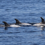 Dauphins de Risso au large de Sanary (05/09/2017)