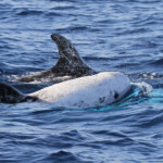 Dauphin de Risso, Sortie DDV du 15/10/2017