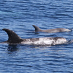 Dauphin de Risso, femelle et son jeune au large de Sanary (05/09/2017)