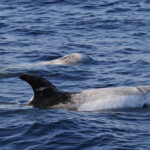 Dauphin de Risso, Sortie DDV du 15/10/2017