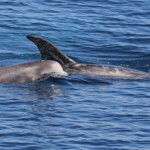 Dauphin de Risso, femelle et son jeune au large de Sanary (05/09/2017)