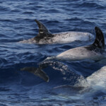 Dauphin de Risso, Sortie DDV du 15/10/2017