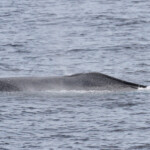 Souffle du Rorqual commun