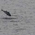 Thon en pleine partie de pêche