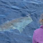 Un poisson lune curieux passe près du bateau