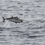 Thon en pleine partie de pêche