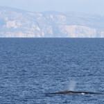 Rorqual commun devant les calanques