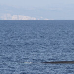 Rorqual commun devant les calanques