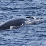 Rorqual commun avant la sonde
