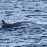 Rorqual commun avant la sonde