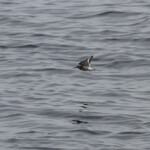 Groupe de bécasseaux variables