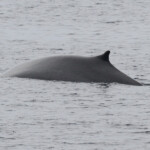 Rorqual commun au large de Sanary dorsale n°1