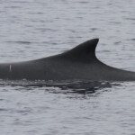 Rorqual commun au large de Sanary dorsale n°2